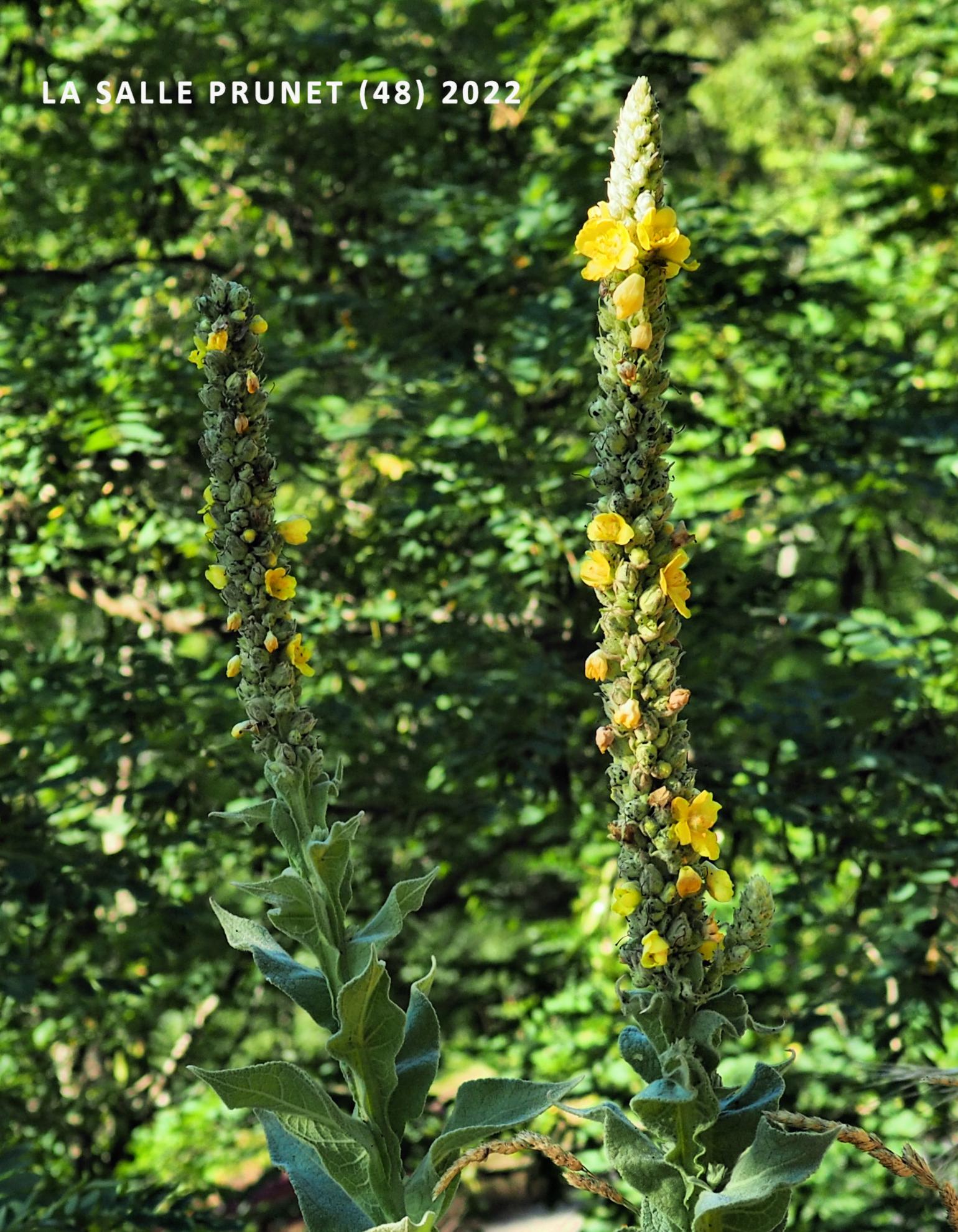 Mullein, Aaron's Rod